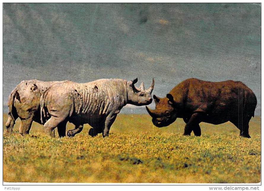 ** ( Lot De/of 3 Cartes / Postcards) ** AFRIQUE Africa ( Wild Life East Africa ) RHINOCEROS Nashorn Neushoorn Rinoceront - Rhinocéros