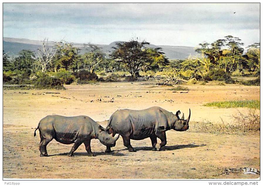 ** ( Lot De/of 3 Cartes / Postcards) ** AFRIQUE Africa ( Wild Life East Africa ) RHINOCEROS Nashorn Neushoorn Rinoceront - Rhinocéros