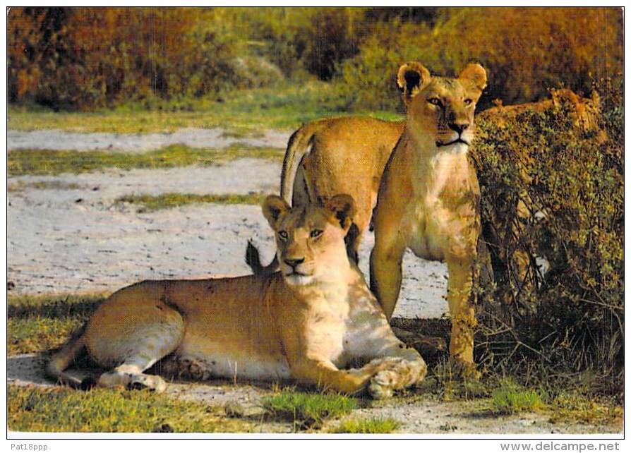 ** ( Lot De/of 2 Cartes / Postcards) ** AFRIQUE Africa ( Wild Life East Africa ) LION Löwe Leeuw Leon Leone - CPSM GF - Lions