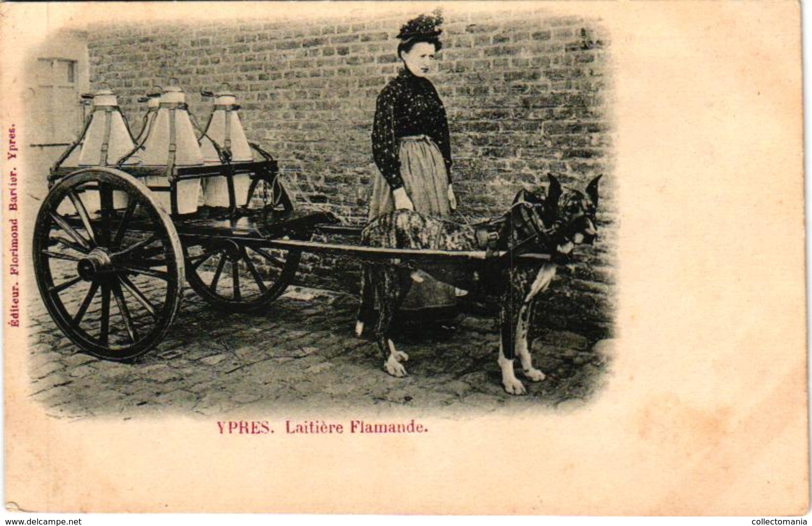 1 Postcard  Dogchart  Hondenkar Attelage De Chien  Ieper Ypres Laitière  Edit.   Florimond Bartier  1901 - Cani