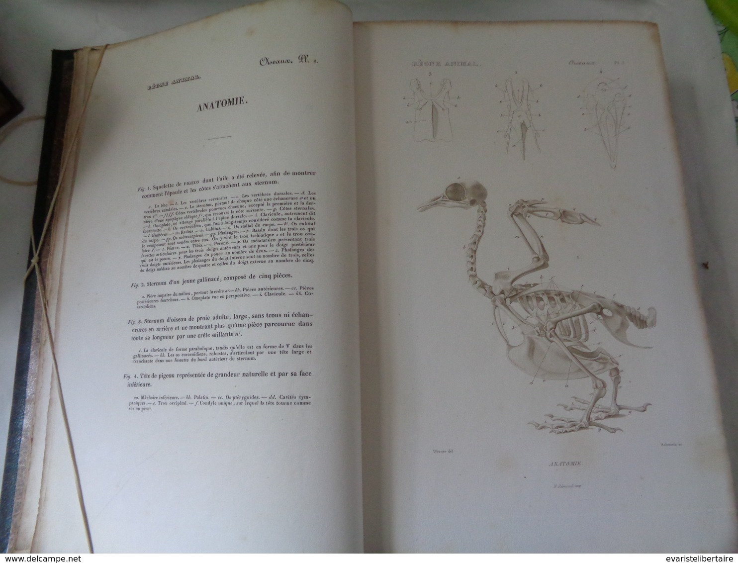 Le Régne Animal Distribué D'après Son Organisation Par Georges CUVIER :atlas Des Oiseaux Par M ALCIDE D'ORBIGNY - 1801-1900