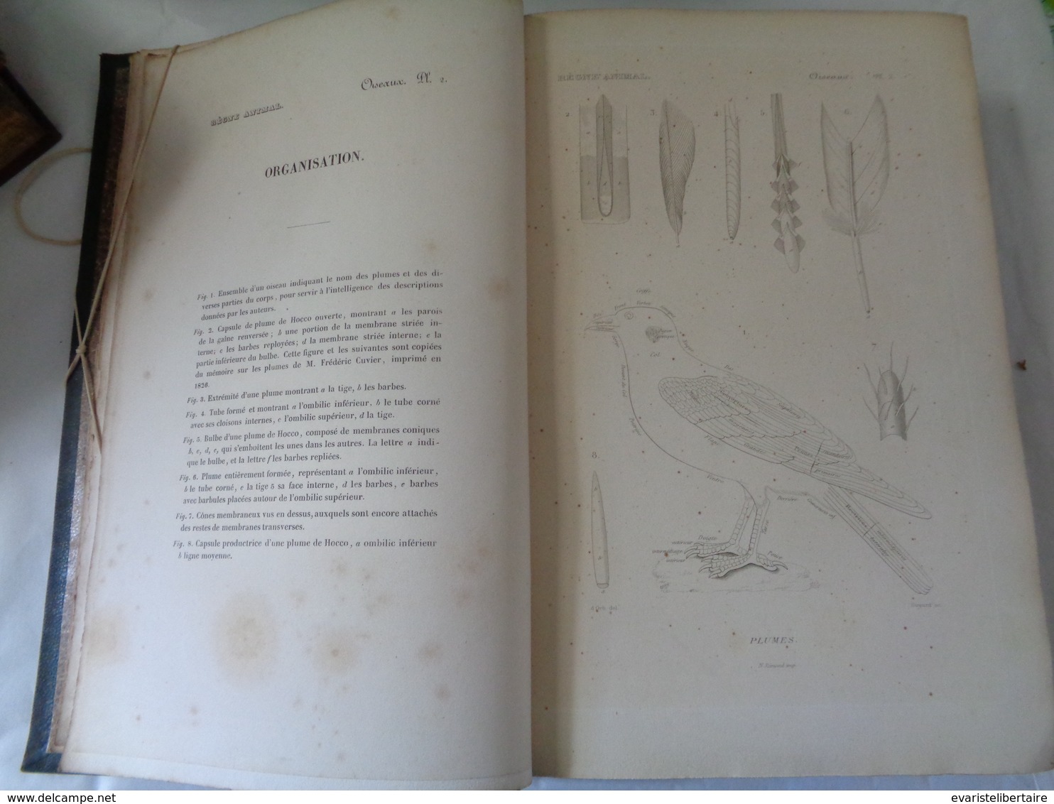 Le Régne Animal Distribué D'après Son Organisation Par Georges CUVIER :atlas Des Oiseaux Par M ALCIDE D'ORBIGNY - 1801-1900