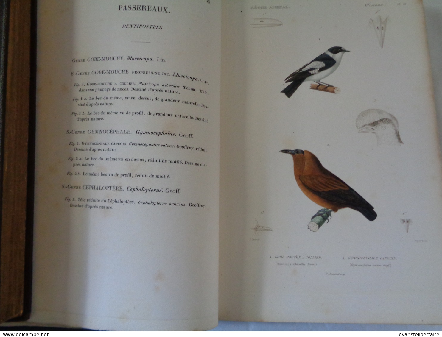 Le régne animal distribué d'après son organisation par Georges CUVIER :atlas des oiseaux par M ALCIDE D'ORBIGNY