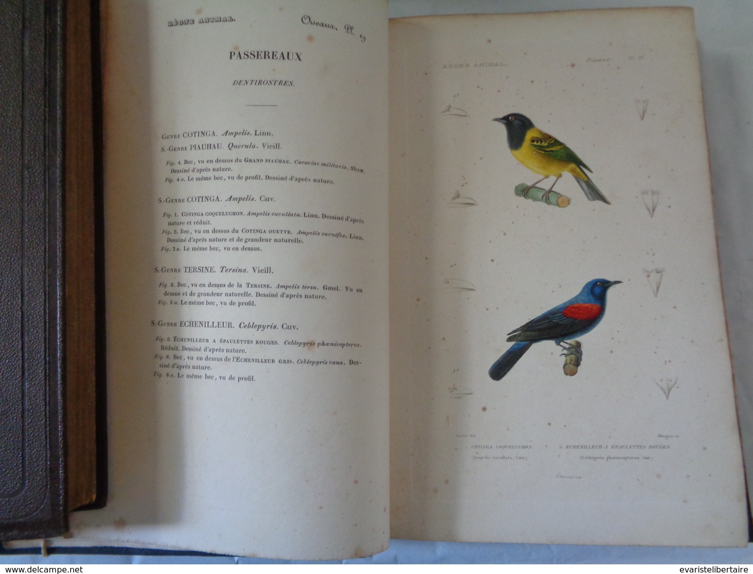 Le régne animal distribué d'après son organisation par Georges CUVIER :atlas des oiseaux par M ALCIDE D'ORBIGNY
