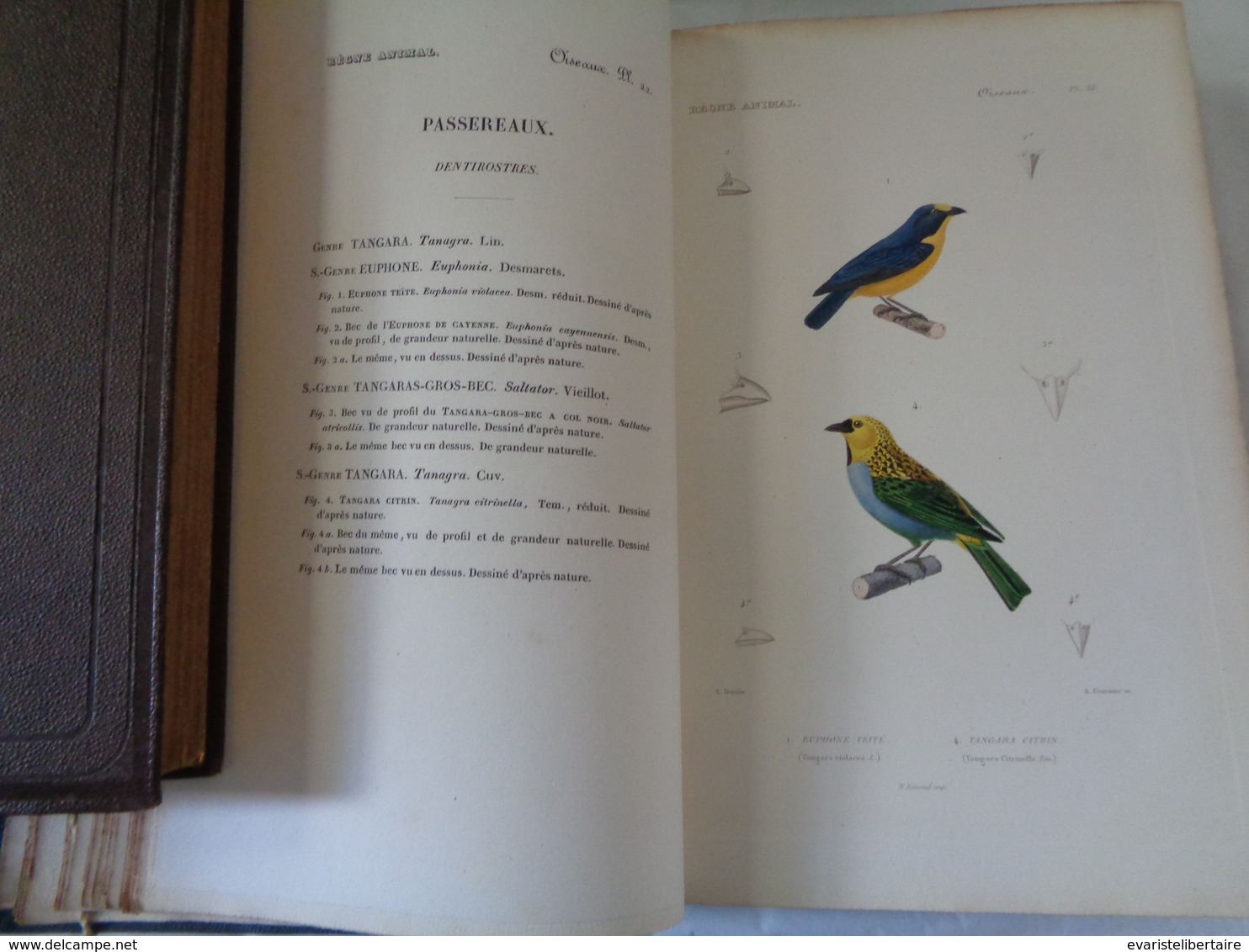 Le régne animal distribué d'après son organisation par Georges CUVIER :atlas des oiseaux par M ALCIDE D'ORBIGNY