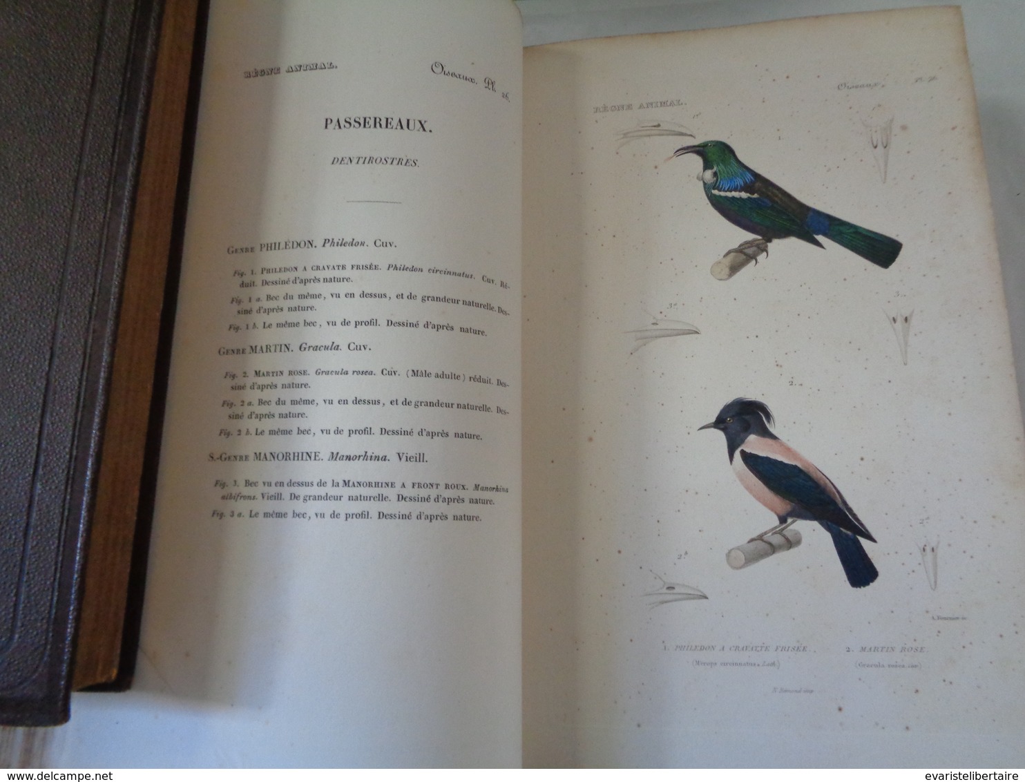 Le régne animal distribué d'après son organisation par Georges CUVIER :atlas des oiseaux par M ALCIDE D'ORBIGNY