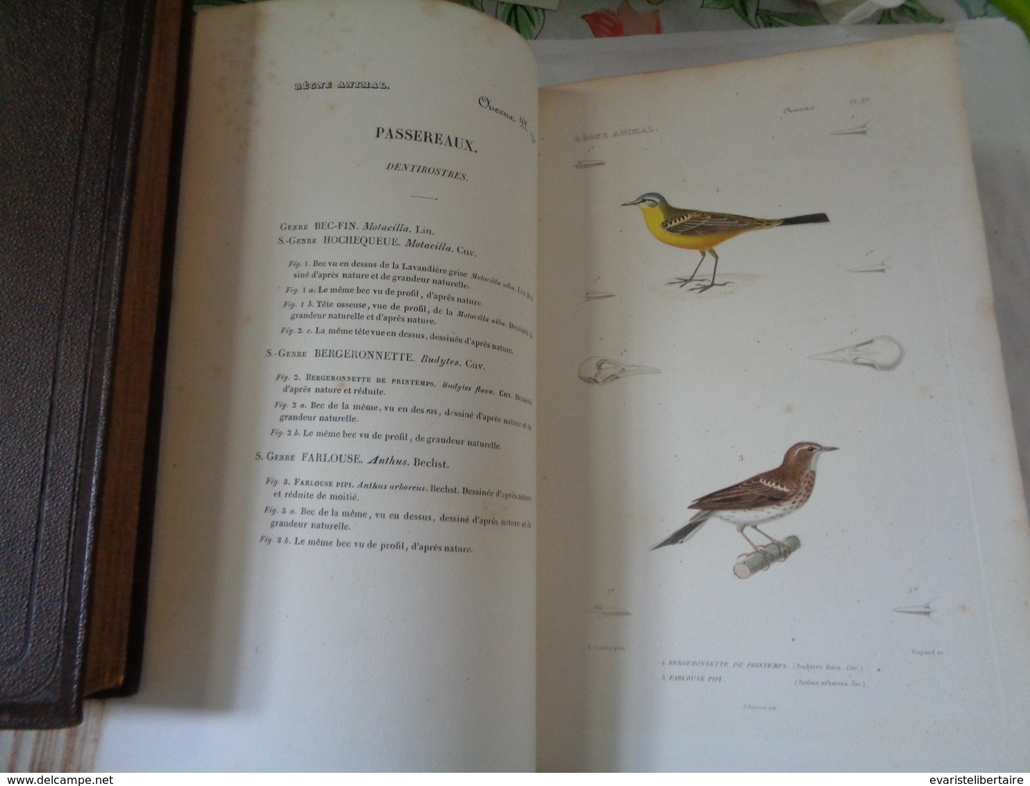 Le régne animal distribué d'après son organisation par Georges CUVIER :atlas des oiseaux par M ALCIDE D'ORBIGNY