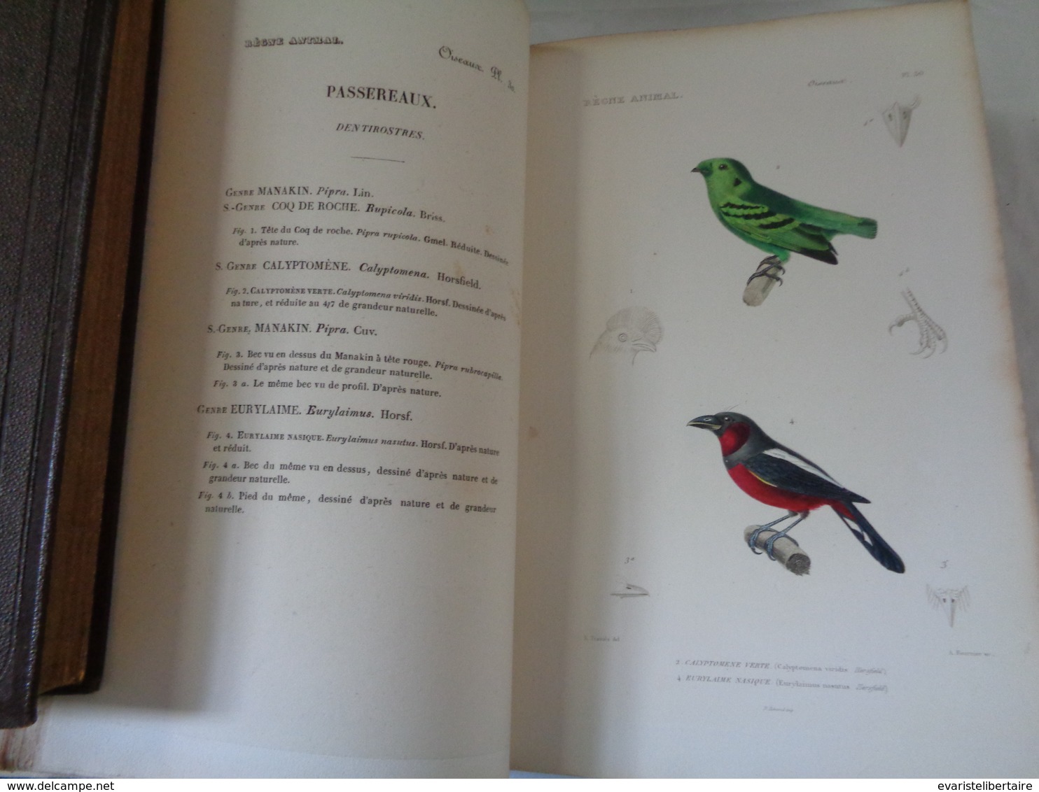 Le régne animal distribué d'après son organisation par Georges CUVIER :atlas des oiseaux par M ALCIDE D'ORBIGNY