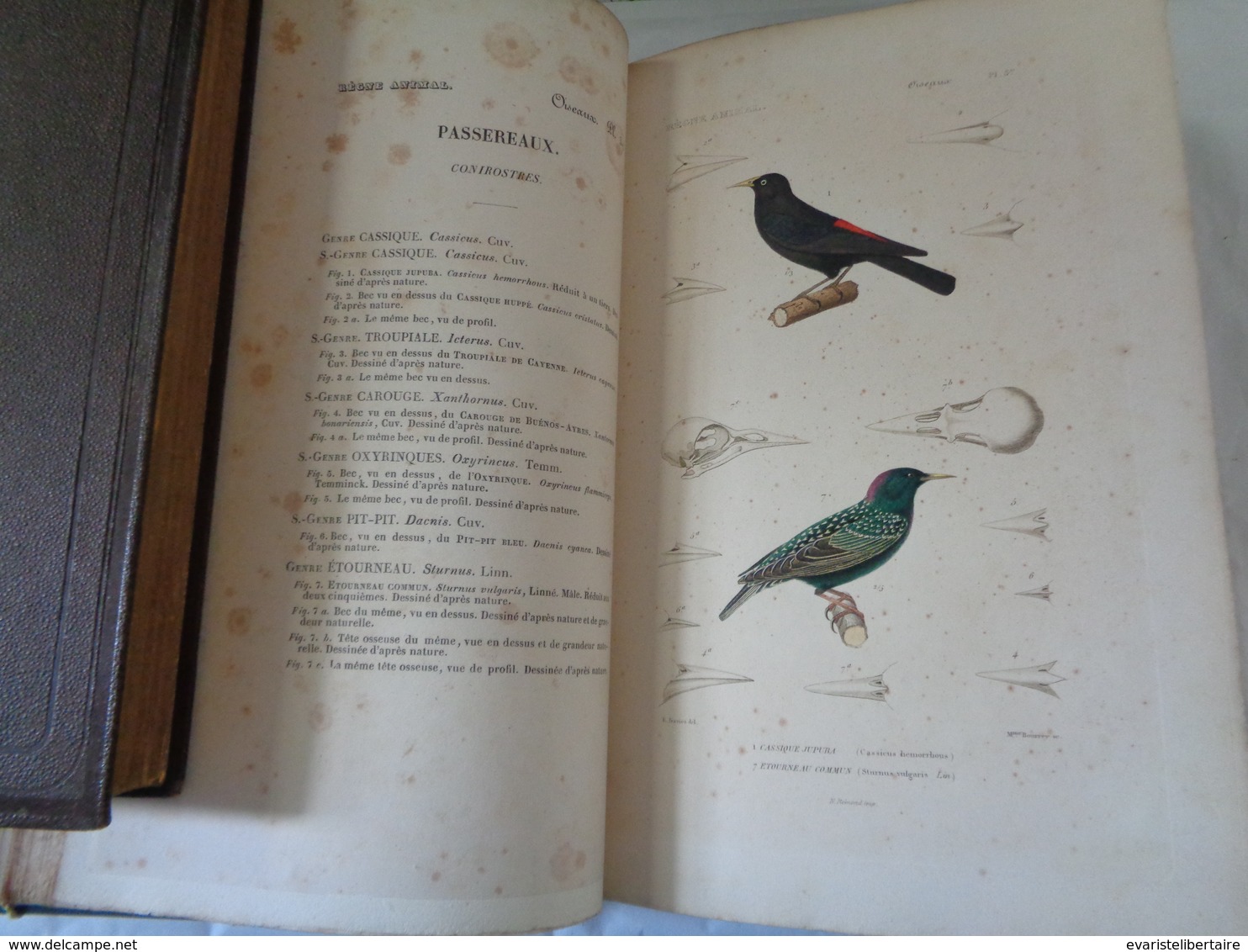 Le régne animal distribué d'après son organisation par Georges CUVIER :atlas des oiseaux par M ALCIDE D'ORBIGNY