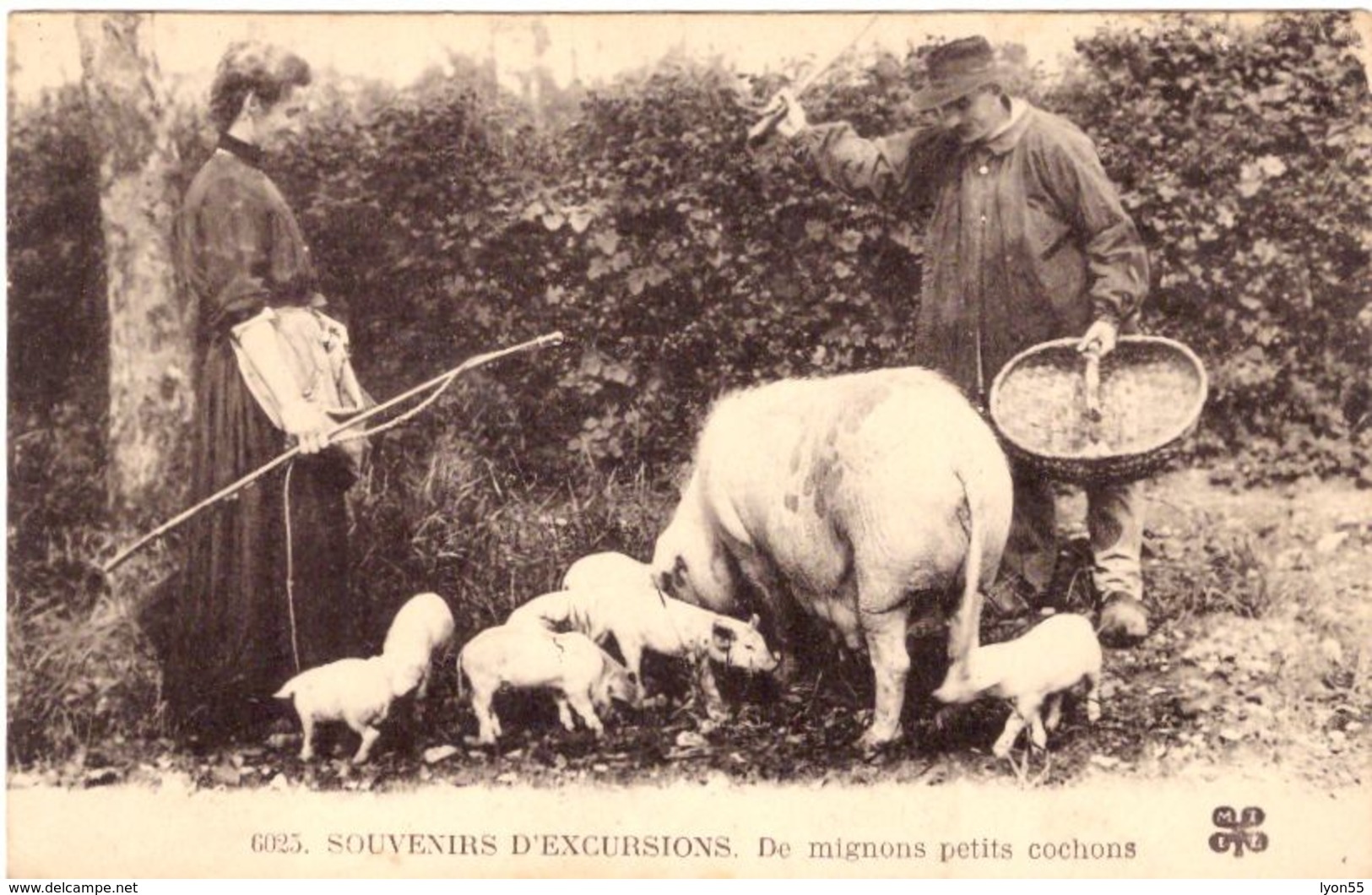 Souvenirs D'excursions De Mignons Petits Cochons - Cochons