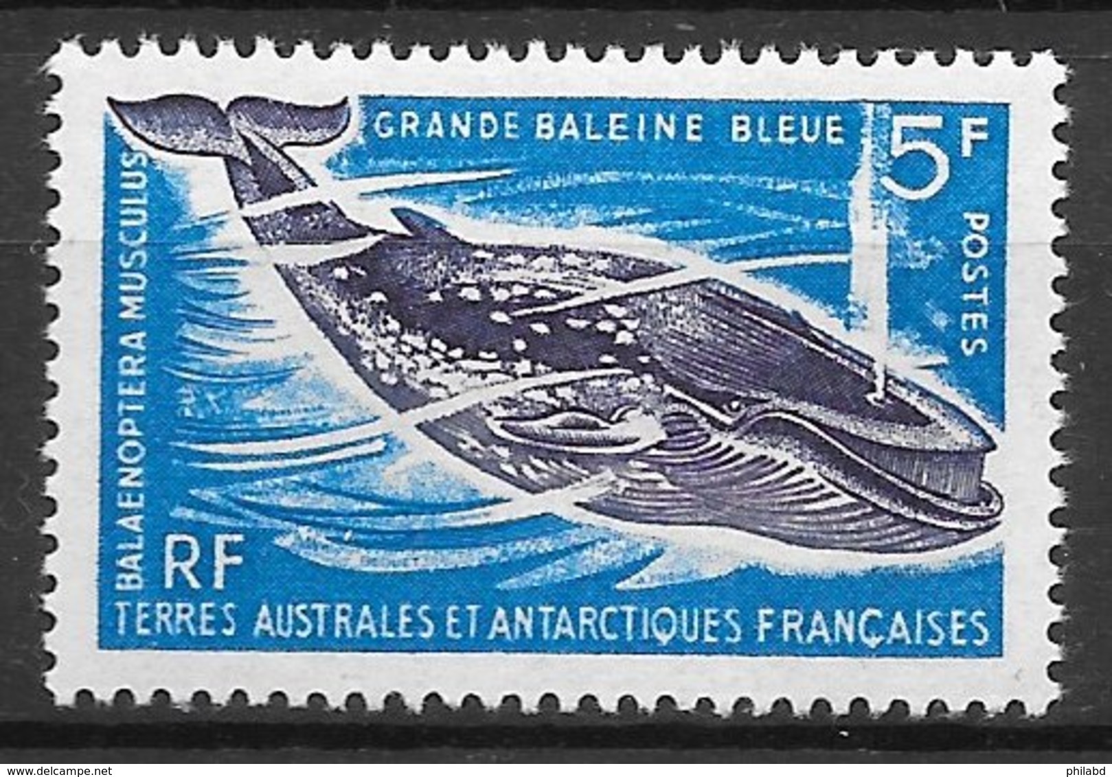 TAAF N°22 Baleine Bleue 1963 ** - Neufs