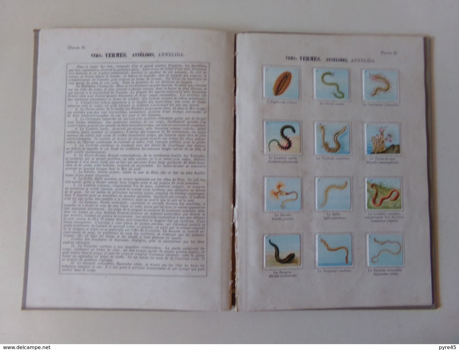 Atlas Manuel Zoologique Par W. Hagelberg " Mollusques, Vers Etc... " Fin 19 ème 48 Dessins En 4 Tableaux Complet - Other & Unclassified