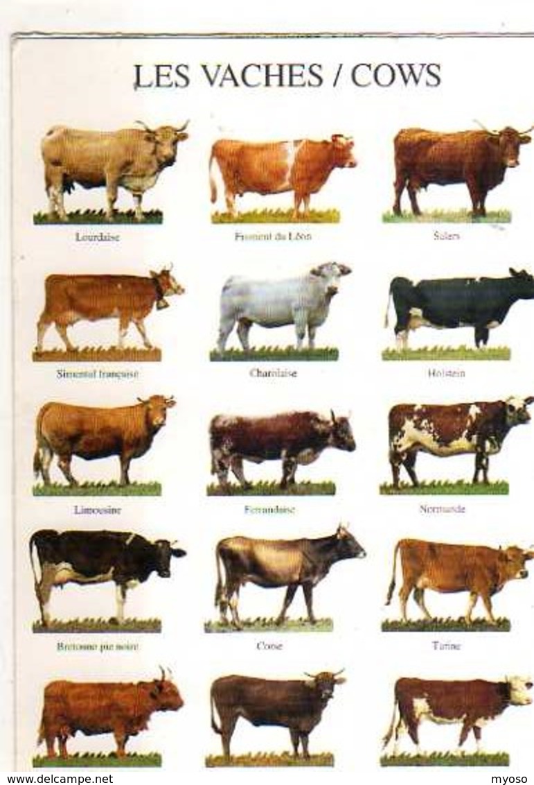 Les Vaches Nouvelles Images1998 - Vaches