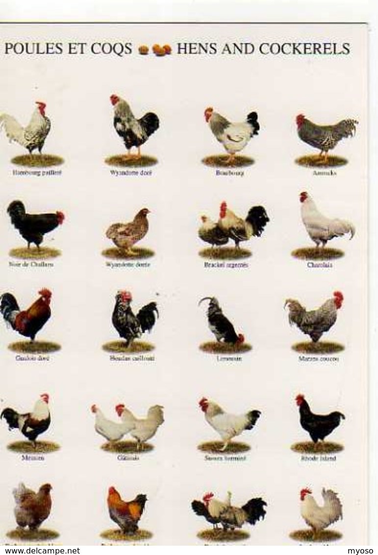 Poules Et Coqs Nouvelles Images 2000 - Vaches