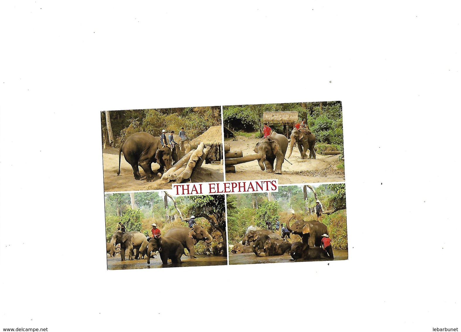 Carte Postale Thai Elephants Thailand - Thaïlande