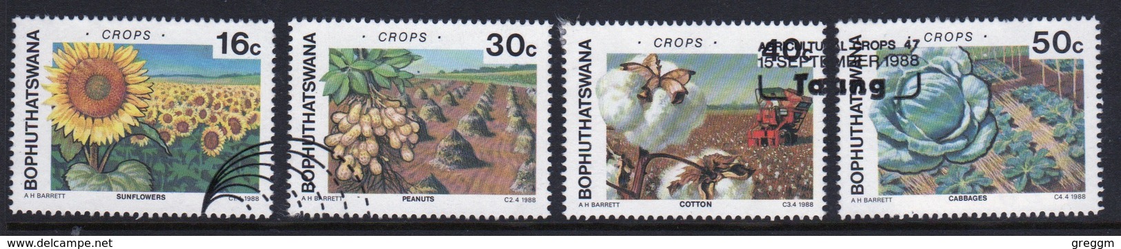 Bophuthatswana Set Of Stamps Celebrating Crops From 1988. - Bophuthatswana