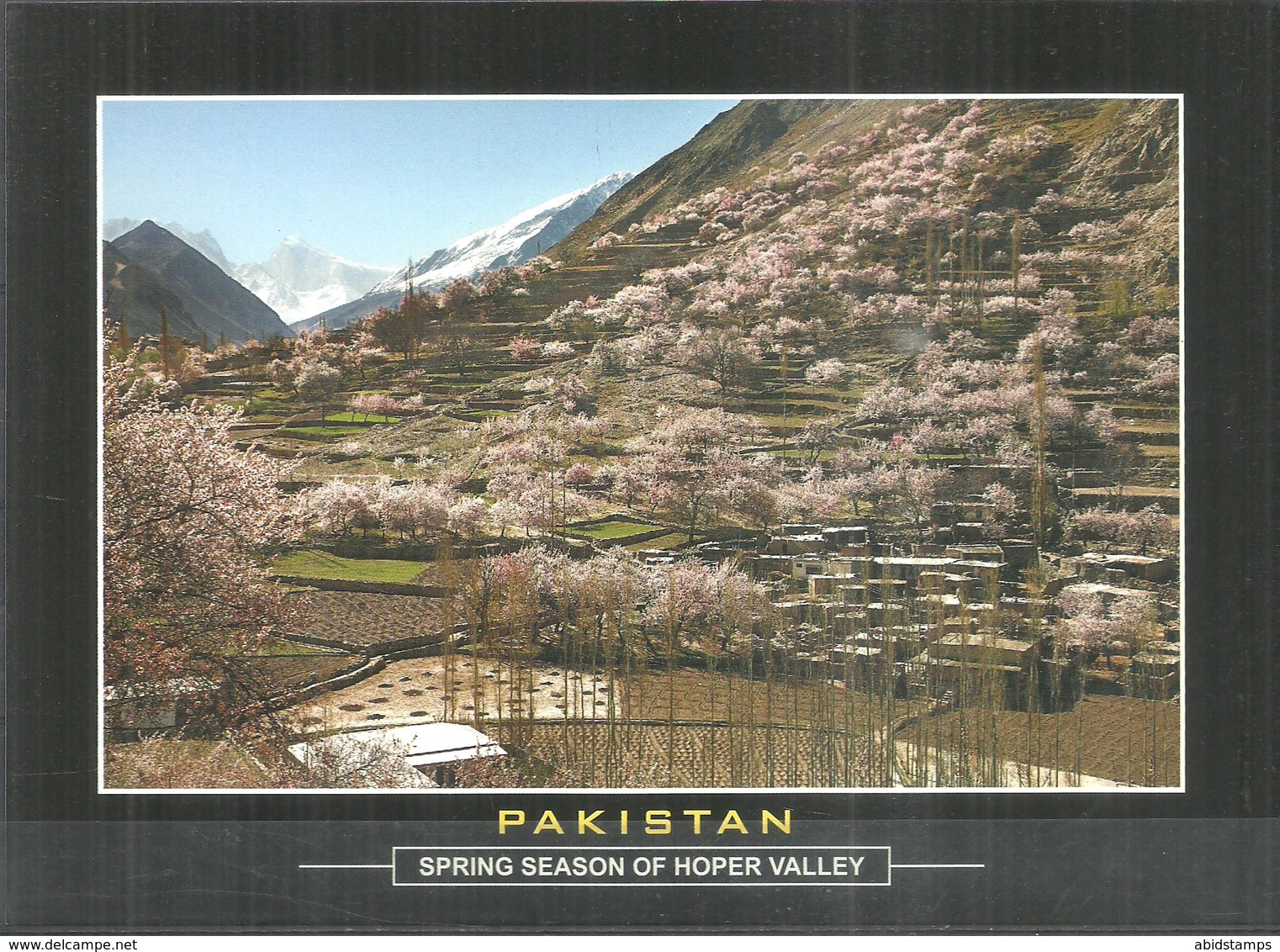 PAKISTAN POSTCARD , VIEW CARD SPRING SEASON OF HOPER VALLEY - Pakistan