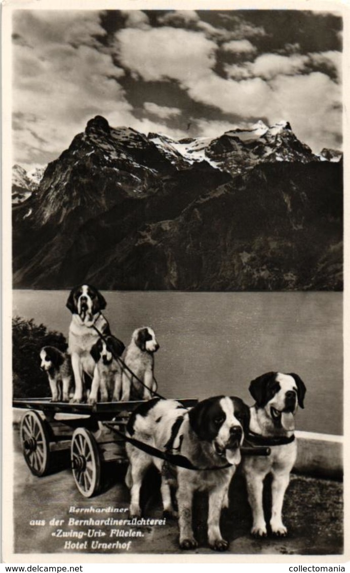 Real Photo Postcard Dog Cart Attelage De Chien SUISSE Bernhardiner ZWING-URI Hotel URNERHOF FLUELEN ZUCHTEREI St BERNARD - Venters