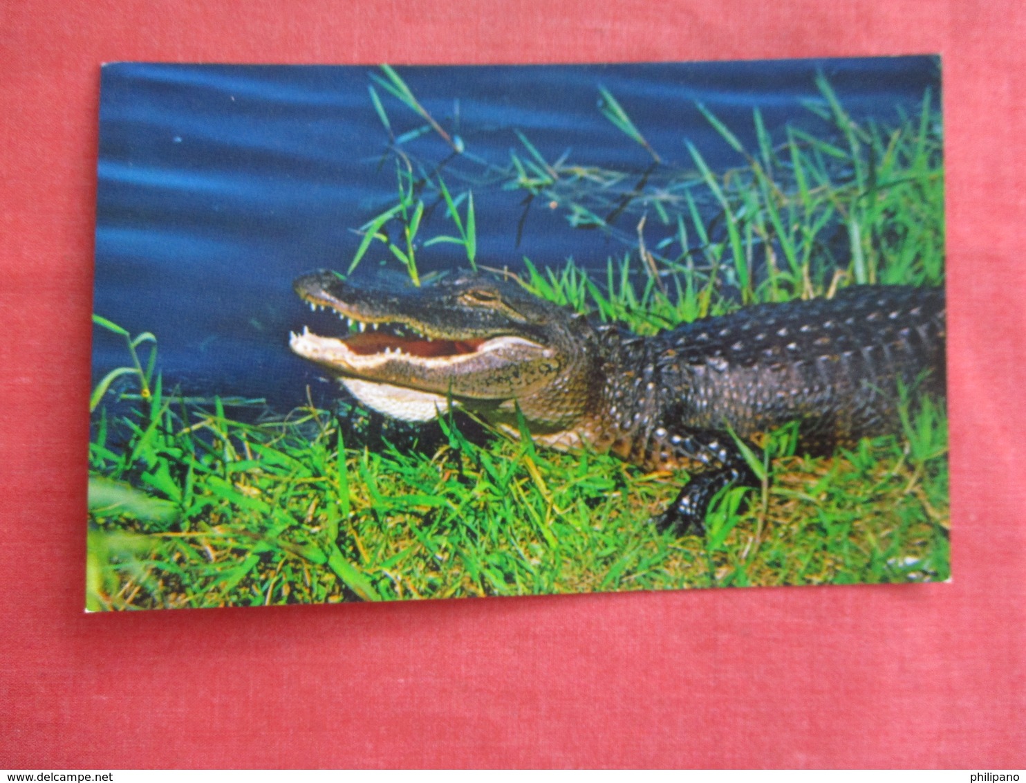 Florida Alligator  Getting Sun In Everglades  Ref 3037 - Autres & Non Classés