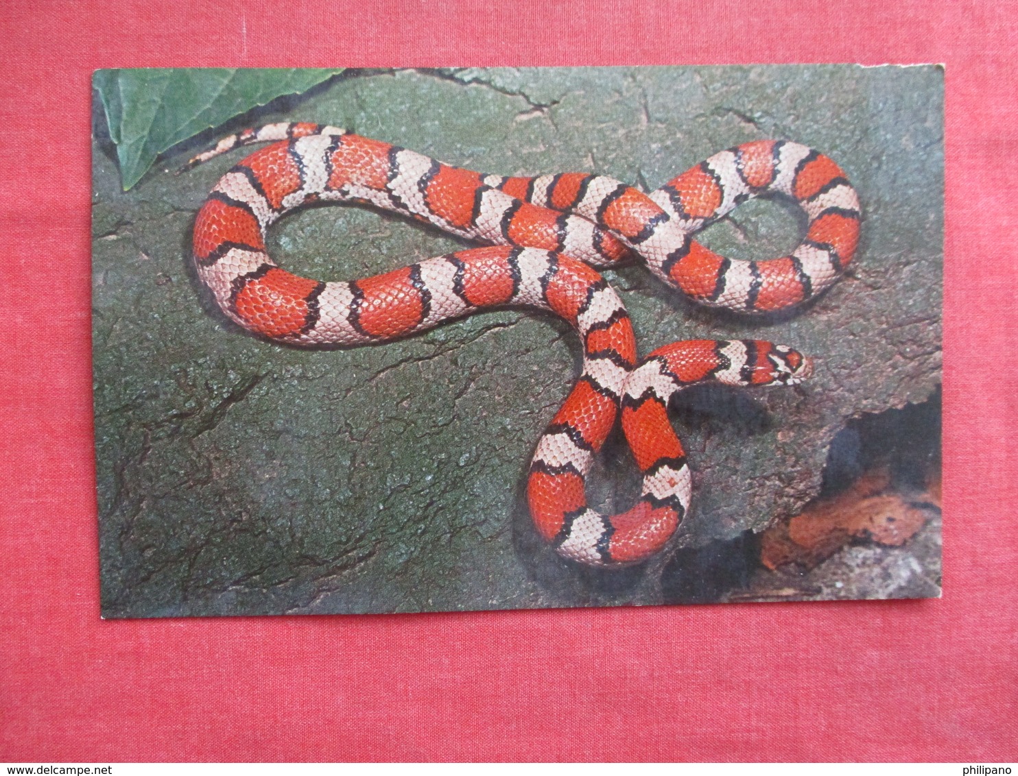 Red Milk Snake  Non Poisnous  Ref 3037 - Autres & Non Classés