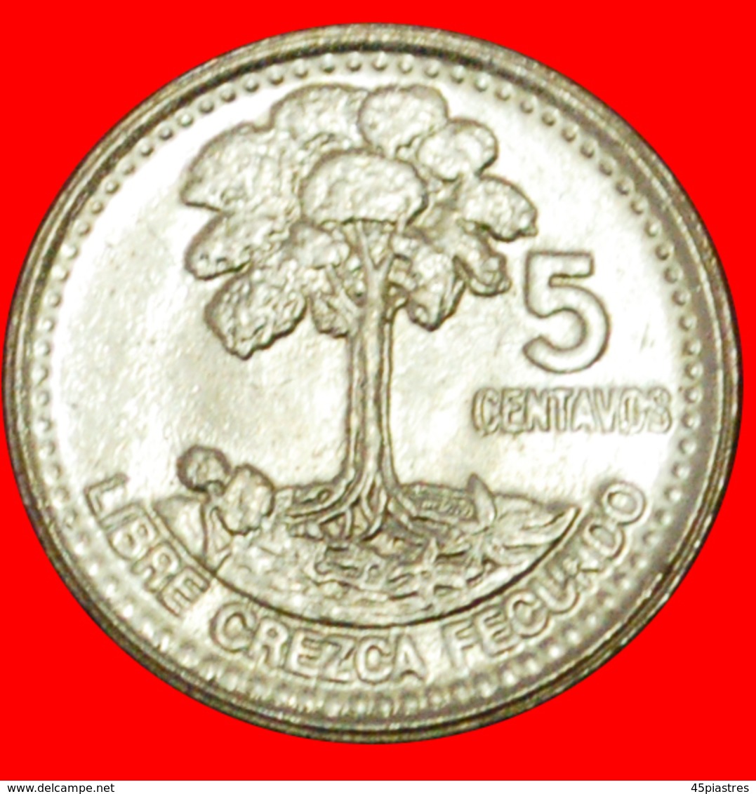 # BIRD (1977-2010): GUATEMALA ★ 5 CENTAVOS 1998 MINT LUSTER! LOW START ★ NO RESERVE! - Guatemala