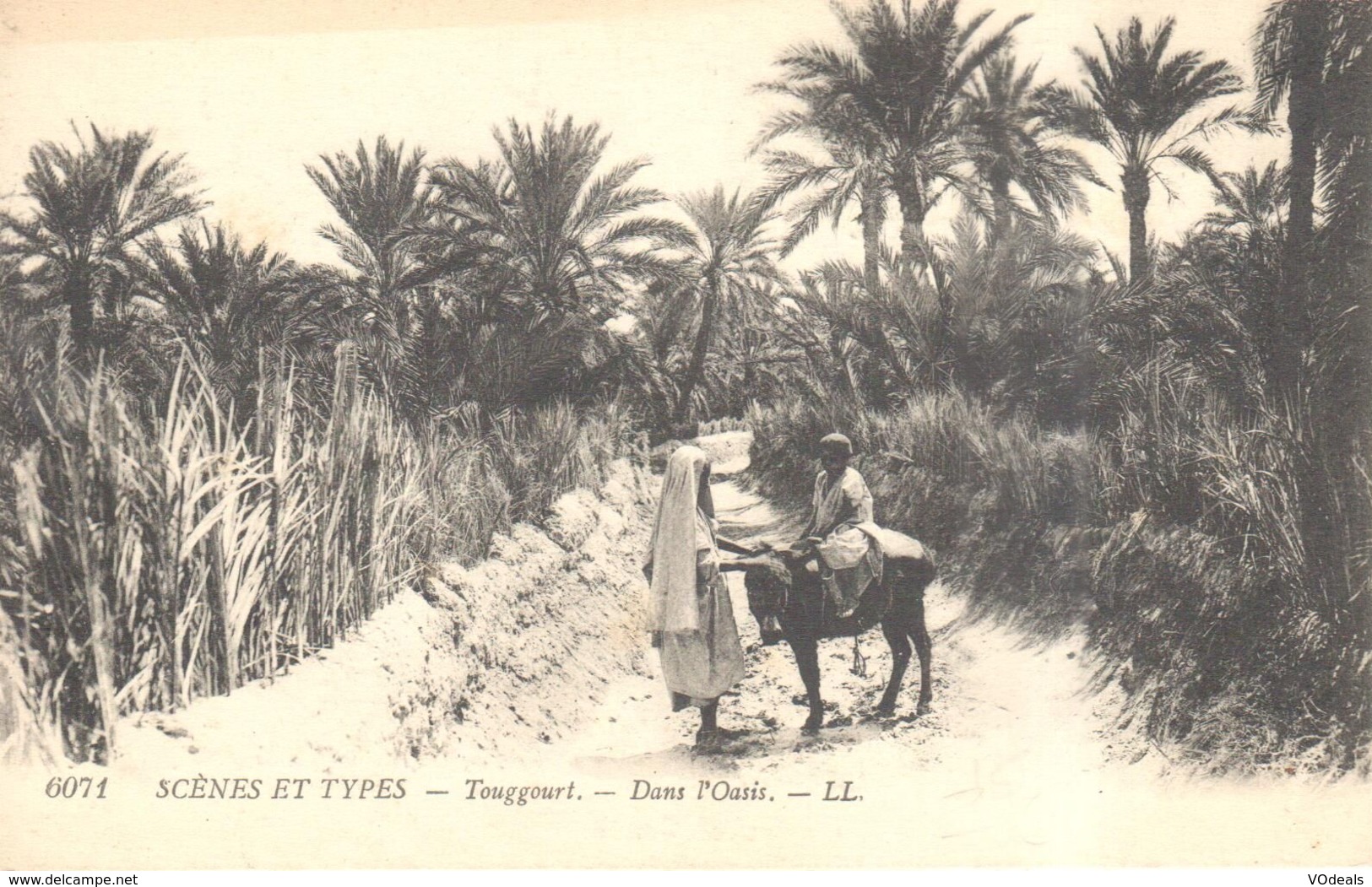 Afrique - Maroc - Scènes Et Types - Touggourt - Dans L'Oasis - Autres & Non Classés