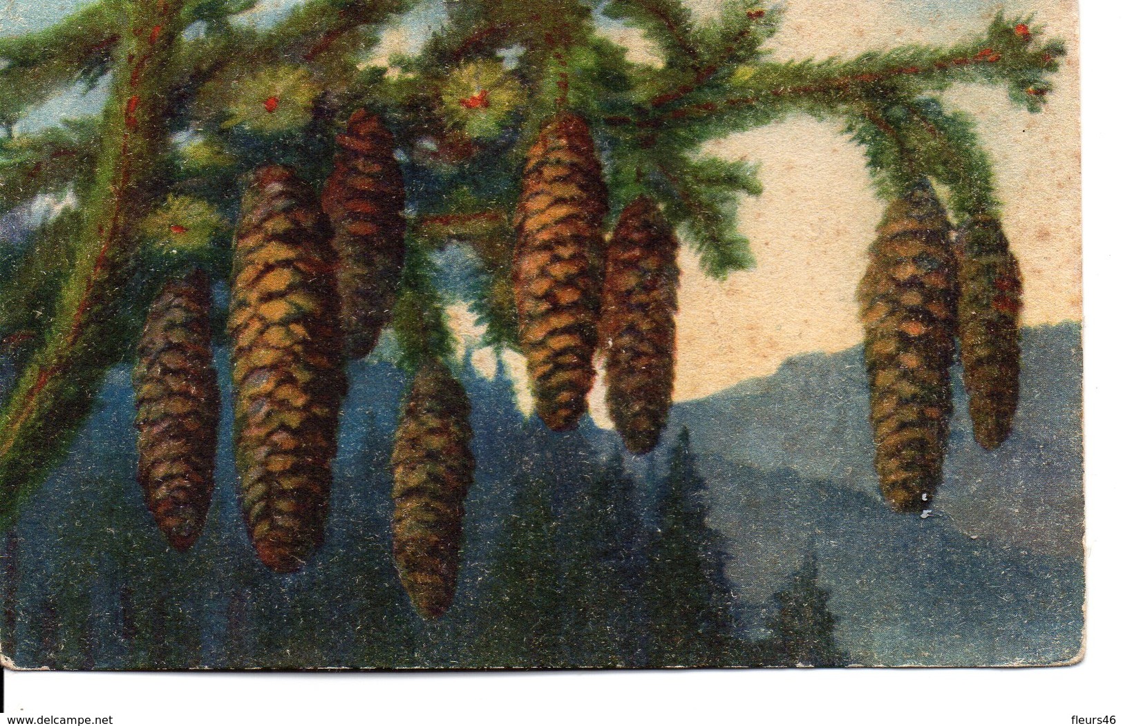 Belle Illustrée Signée A. HALLER  . Cônes De Sapins Sur Fond Sombre - Haller, A.