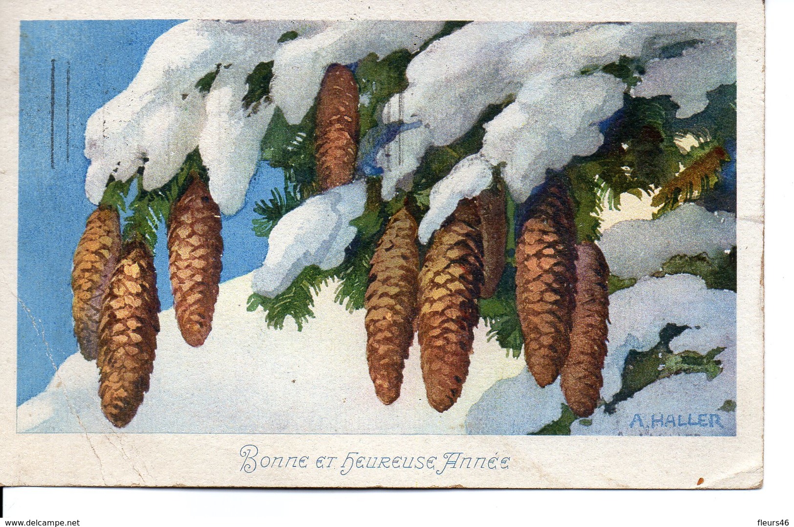 Belle Illustrée Signée A. HALLER  . Cônes De Sapins Sur Fond Clair - Haller, A.