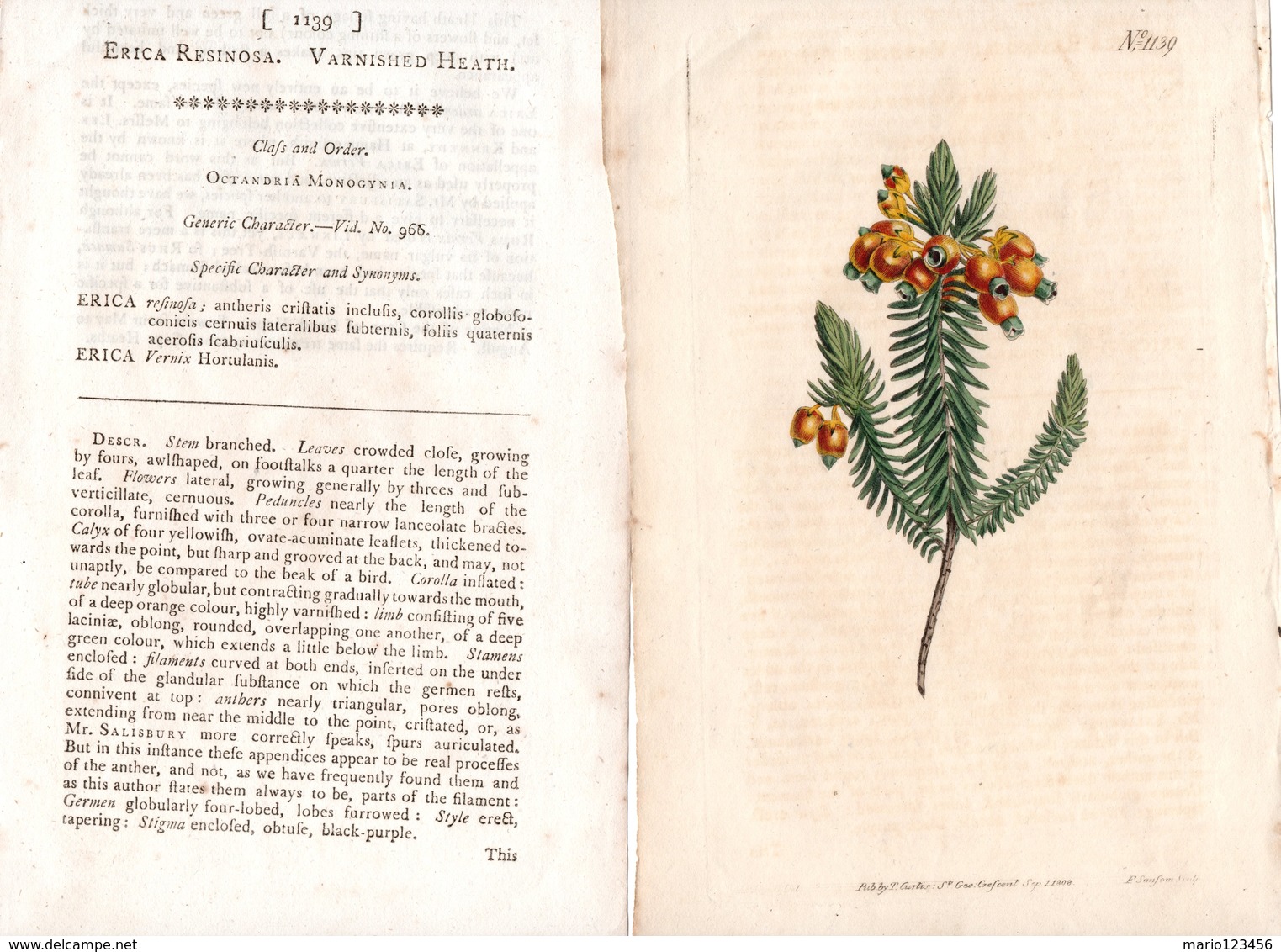 CURTIS’S BOTANICAL MAGAZINE, ERICA RESINOSA, TAVOLA 1139, VOLUME 28, 1808 Original Hand-Colored Lithograph - 1800-1849