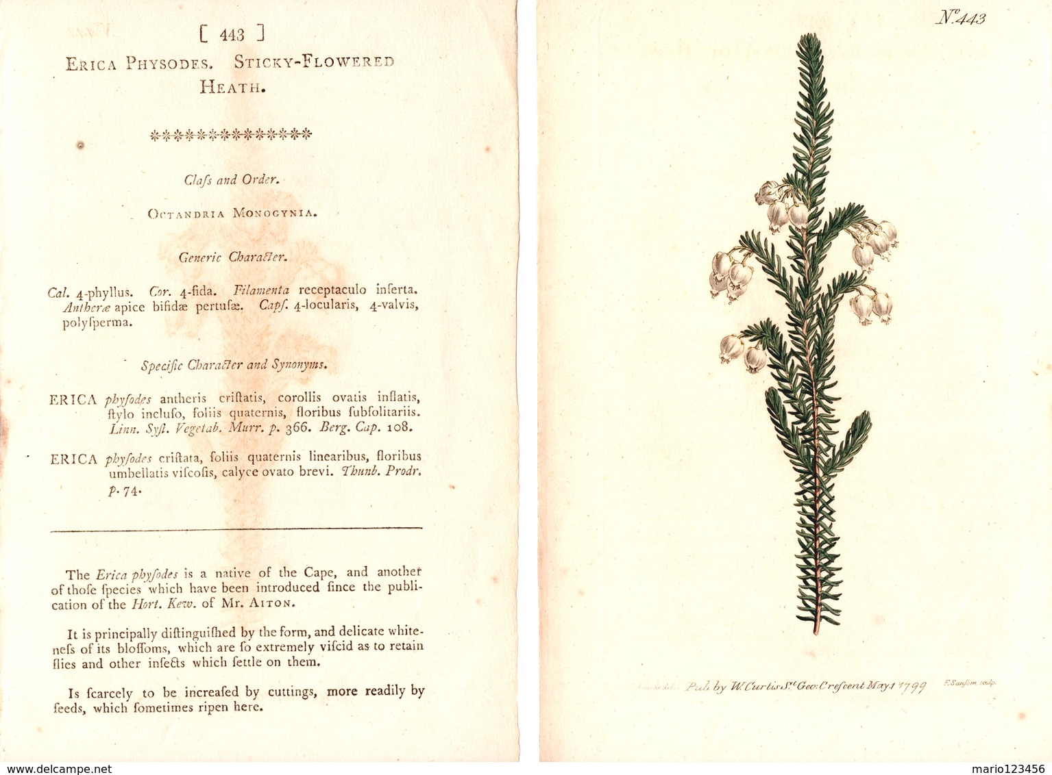 CURTIS’S BOTANICAL MAGAZINE, ERICA PHYSODES, TAVOLA 443, VOLUME 13, 1799 Original Hand-Colored Lithograph - 1700-1799