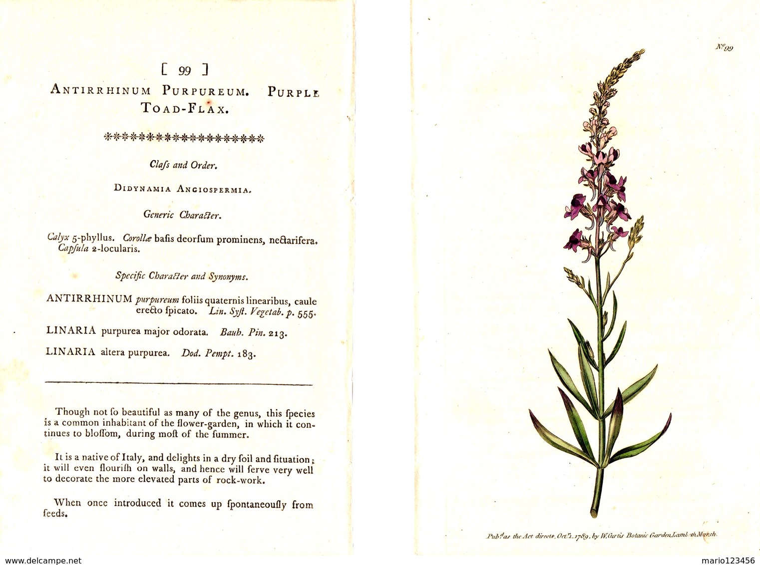 CURTIS’S BOTANICAL MAGAZINE, ANTIRRHINUM PURPUREUM, TAVOLA 99, VOLUME 3, 1789 Original Hand-Colored Lithograph - 1700-1799