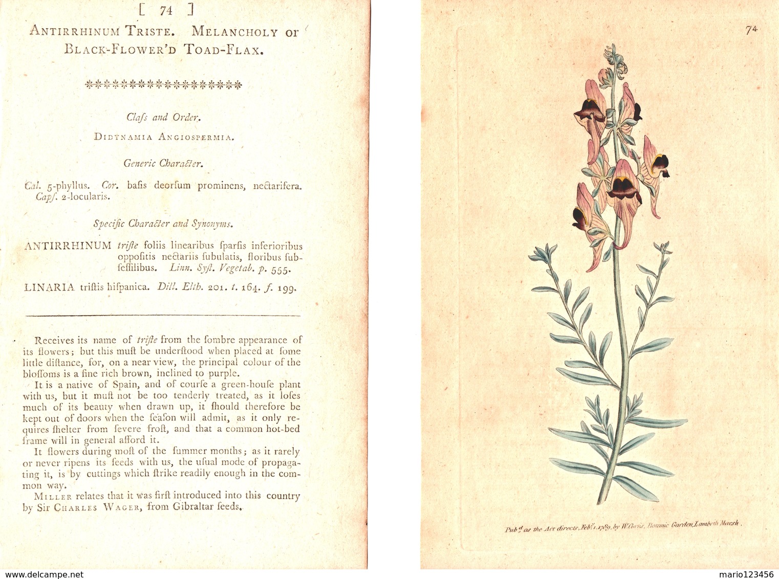 CURTIS’S BOTANICAL MAGAZINE, ANTIRRHINUM TRISTE, TAVOLA 74, VOLUME 3, 1789 Original Hand-Colored Lithograph - 1700-1799