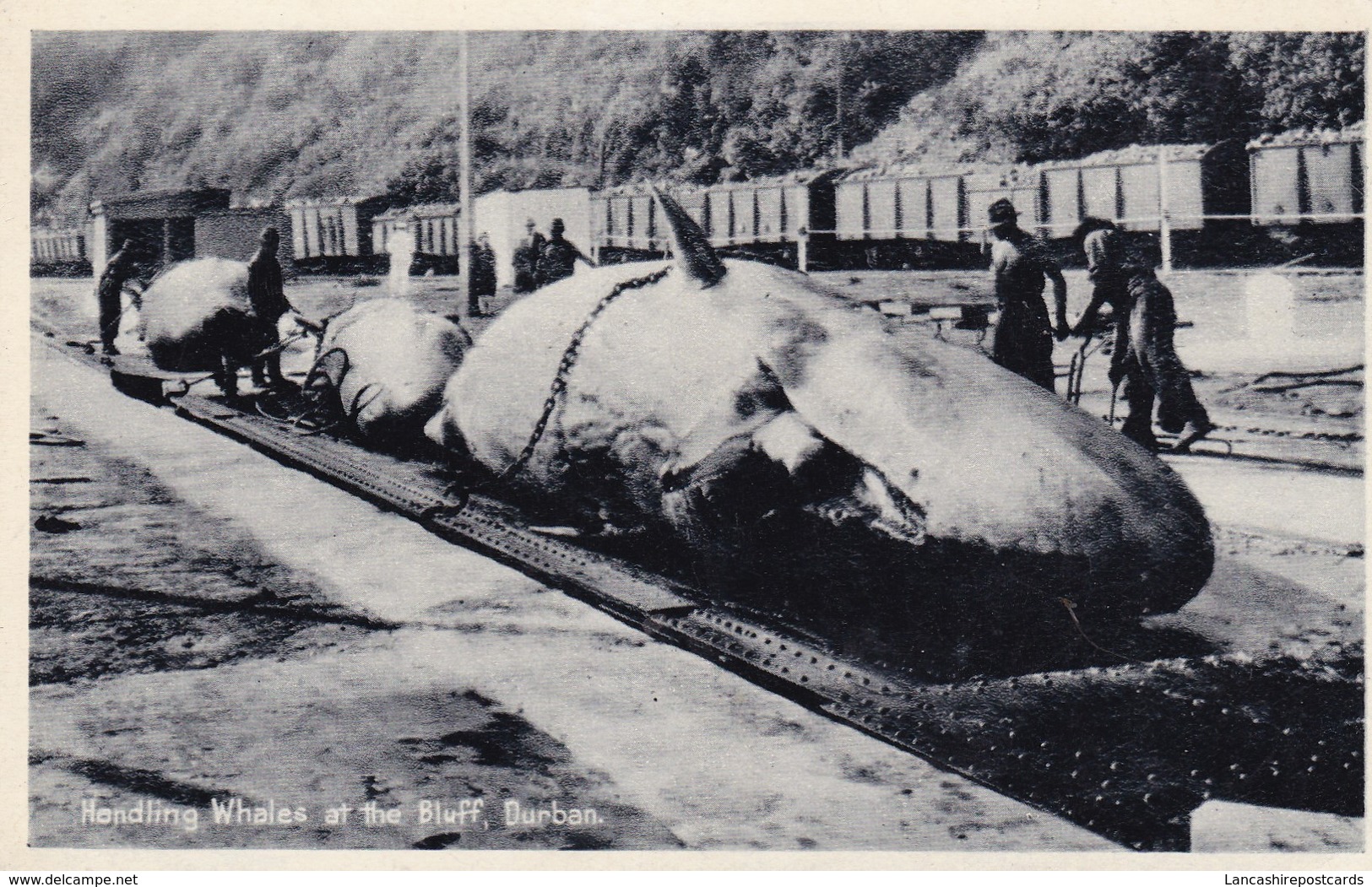 Postcard Handling Whales At The Bluff Durban South Africa [ Social History /  Whaling Interest ] My Ref  B12377 - Fishing