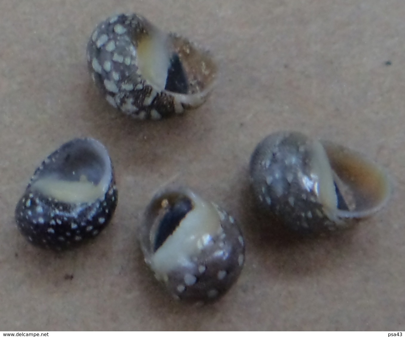 Neritina Virginea (4) Martinique 7,8/9,7mm  F++/F+++ Avec Opercules N5 - Seashells & Snail-shells