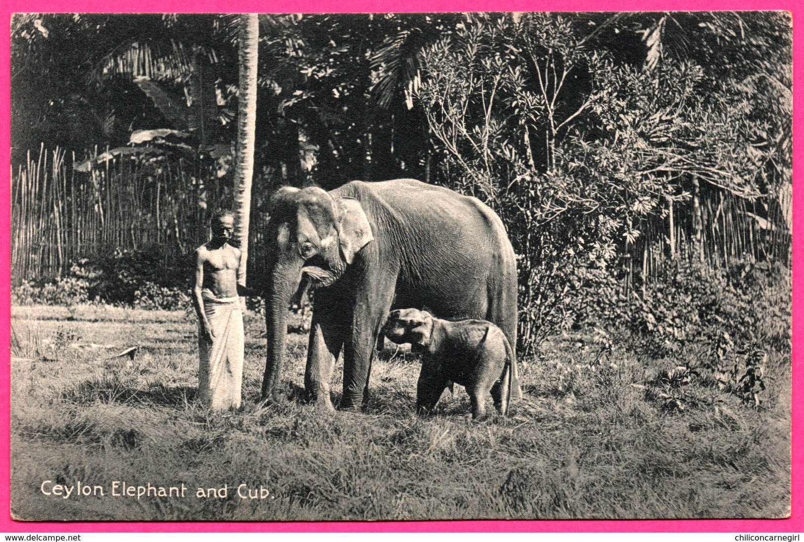 Ceylon - Elephant And Cub - Eléphant Et Son Petit - Eléphanteau - Animée - PLATE Ltd N° 110 - Sri Lanka (Ceylon)