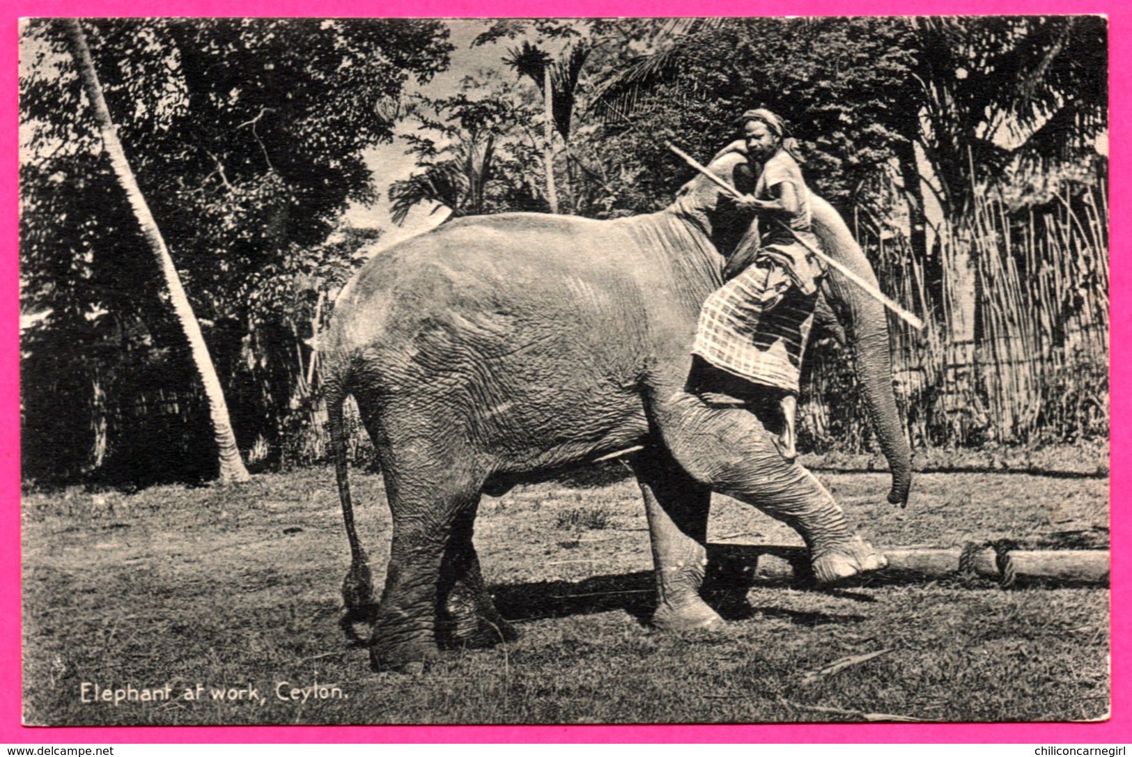 Ceylon - Elephant At Work - Eléphant Au Travail - Pachyderme - Animée - PLATE Ltd N° 124 - Sri Lanka (Ceylon)