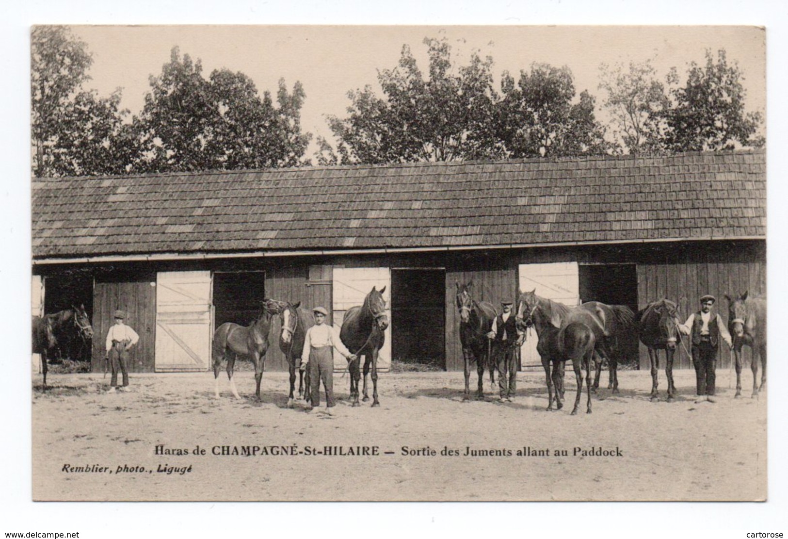 86  CHAMPAGNE-St-HILAIRE  -  Haras De...  -  Sortie Des Juments Allant Au Paddock - Autres & Non Classés