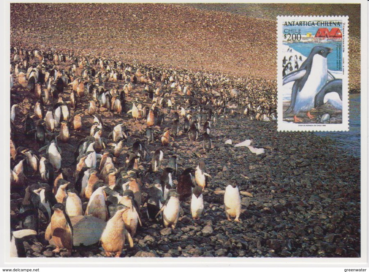 Chile 1993 Antarctica / Penguins  Postcard (with Reprint Of The Stamp) Unused (40108) - Andere & Zonder Classificatie