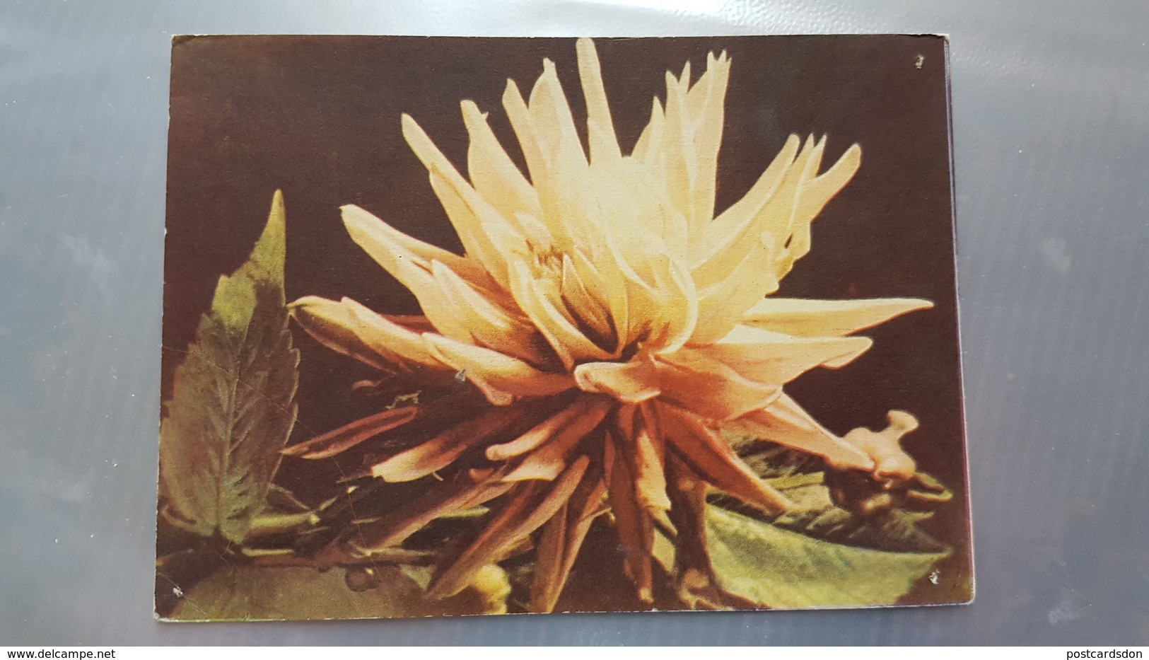 FLEURS / CACTUS Rose . Old Edition - 1958 -  Rare! - Cactusses