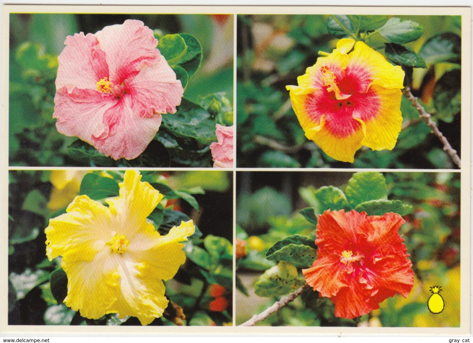 HIBISCUS, Varieties Of The Hibiscus In Hawaii, Unused Postcard [21757] - Big Island Of Hawaii