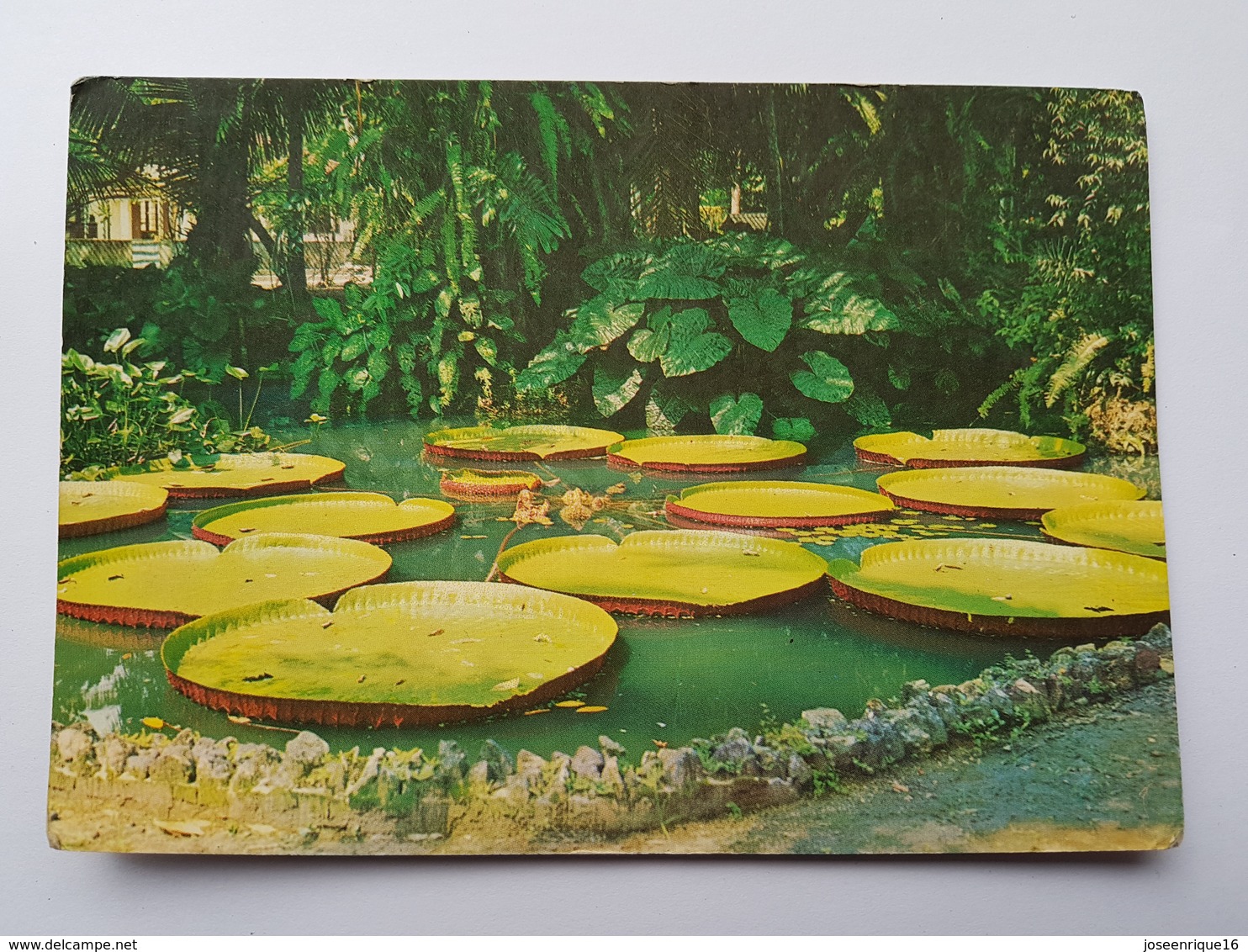 BELEM VITORIA REGIA PLANTA AQUATICA AMAZONICA BRASIL - Vitória