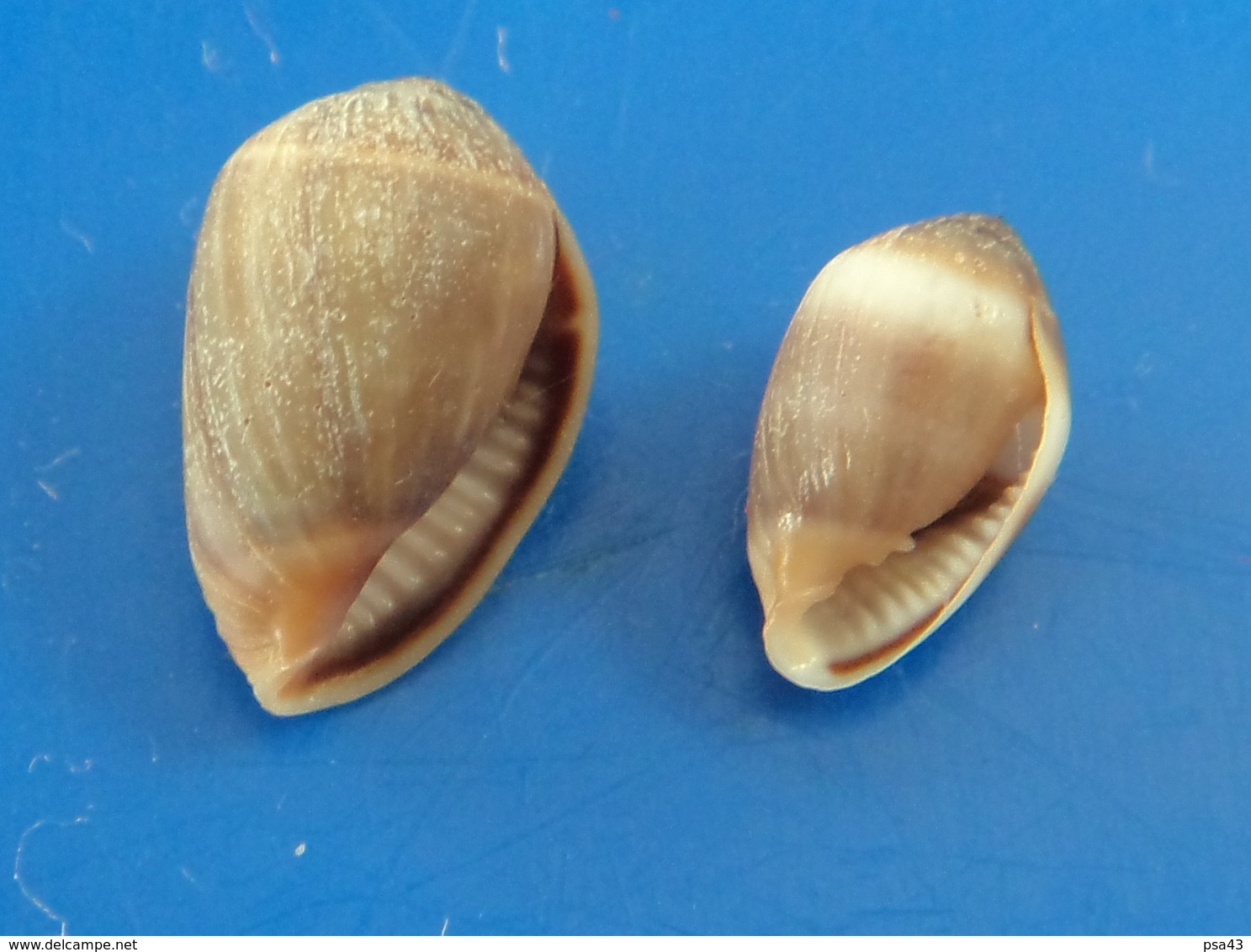 Melampus Coffeus (x2) Martinique (Sainte-Luce) 10 Et 12,6mm GEM N7 - Seashells & Snail-shells