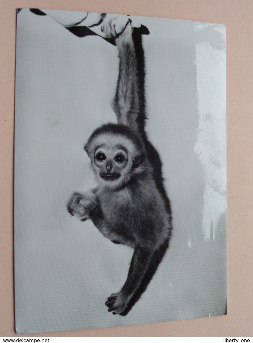 ZOO Withandgibbon ( GIBBON )  ( Zoo ) Anno 19?? ( Zie Foto Details ) ! - Antwerpen