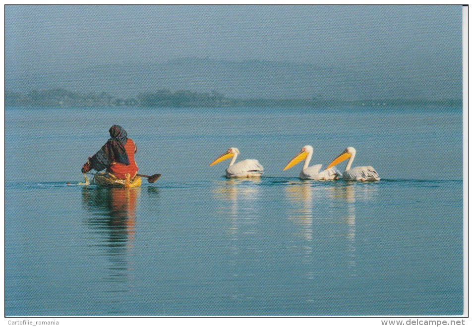 Ethiopia Lac Tana Pelicans Uncirculated Postcard (ask For Verso / Demander Le Verso) - Ethiopie