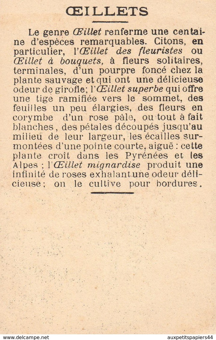 Lot de Divers Chromos Jeanne d'Arc, sentinelle avancée, baptême de clovis, fête de la fédération, Oeillet & Papillon