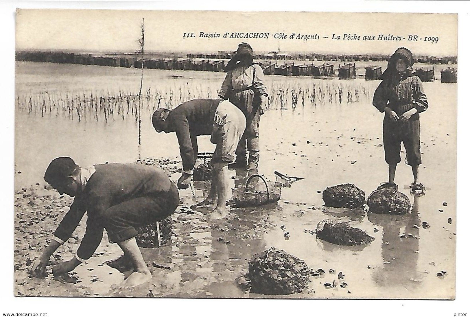 Bassin D'ARCACHON - La Pêche Aux Huitres - Arcachon