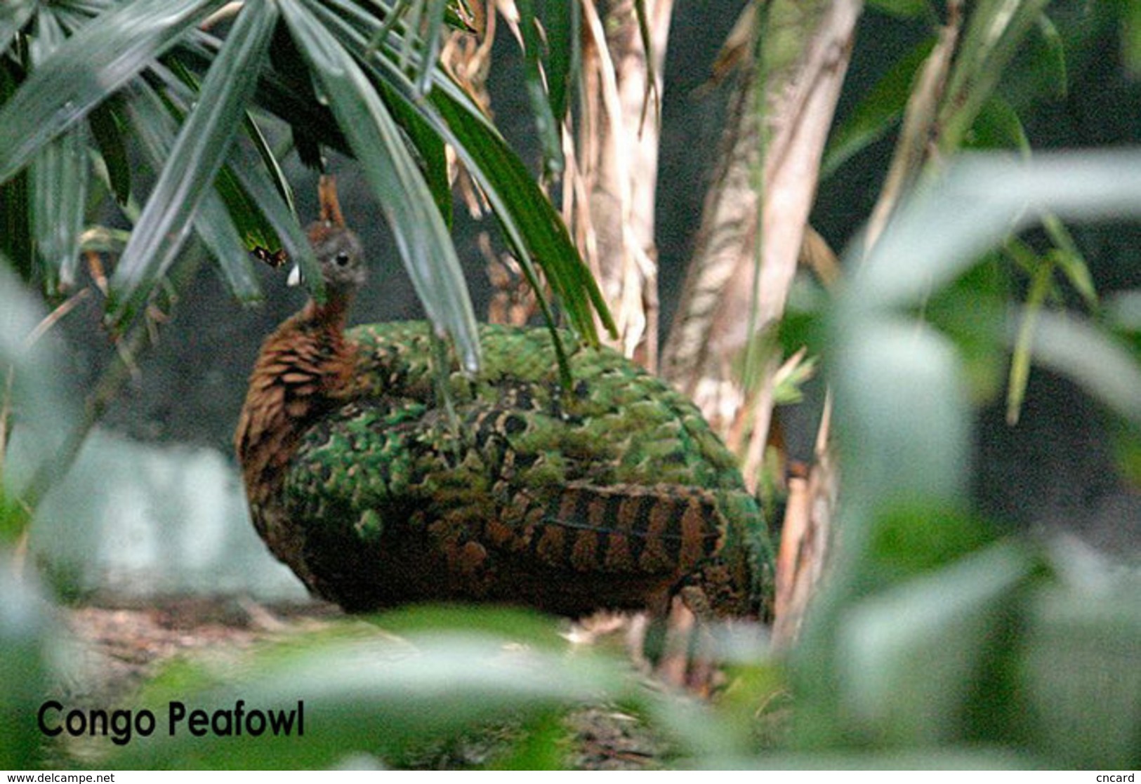 T49-011  ]   Peacock Peafowl Bird ,  Pre-stamped Card,postal Stationery - Peacocks