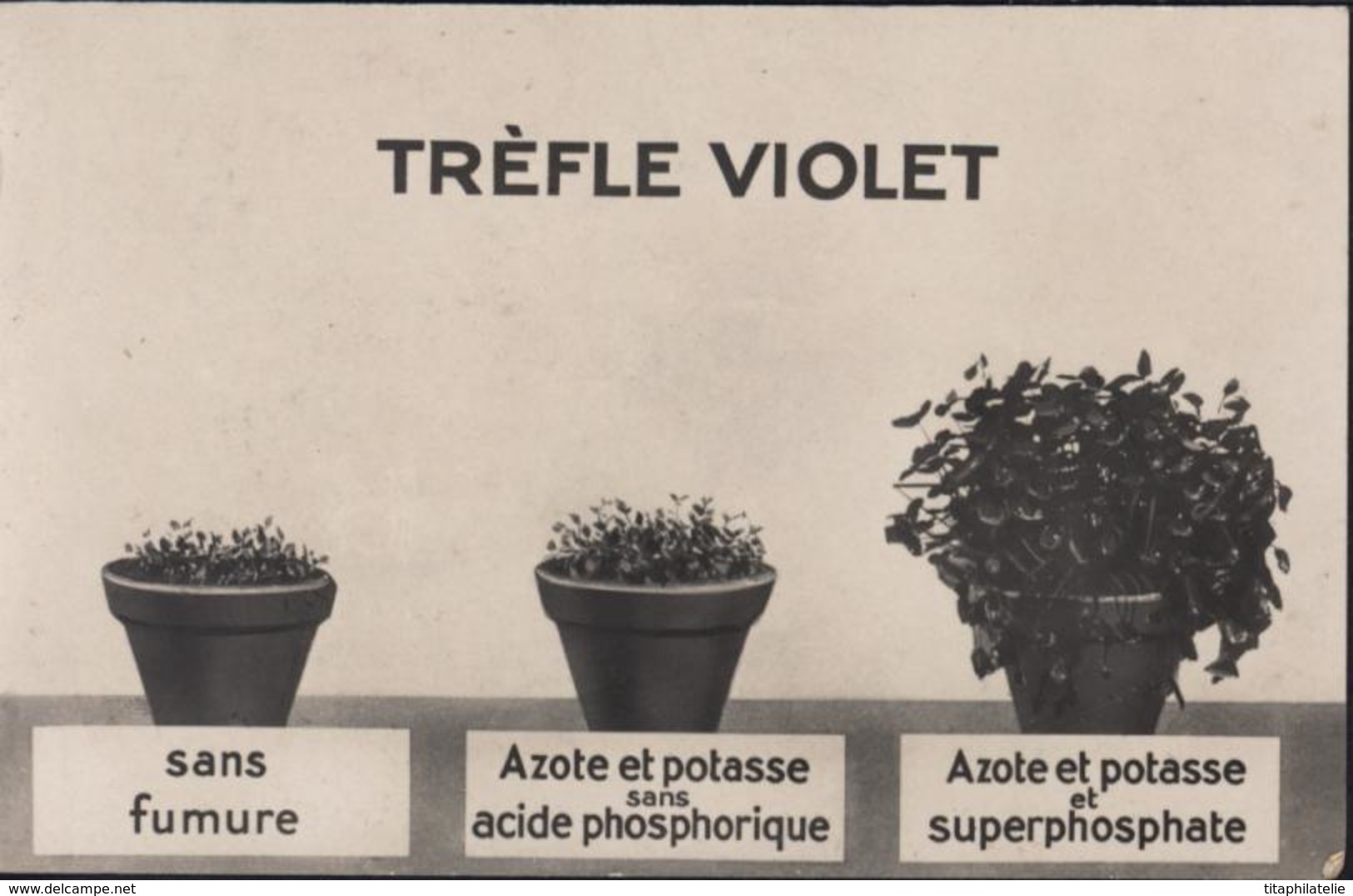 CPA Trèfle Violet Sans Fumure Azote Potasse Acide Phosphorique Superphosphate FM 1940 Dépôt Infanterie 181 Bordeaux - Cultivation