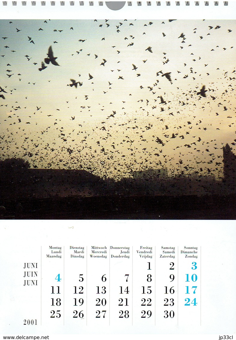 Pigeons Duiven Fédération Colombophile Belge Belgische Duivenliefhebbersbond Calendrier 2001 - Groot Formaat: 2001-...