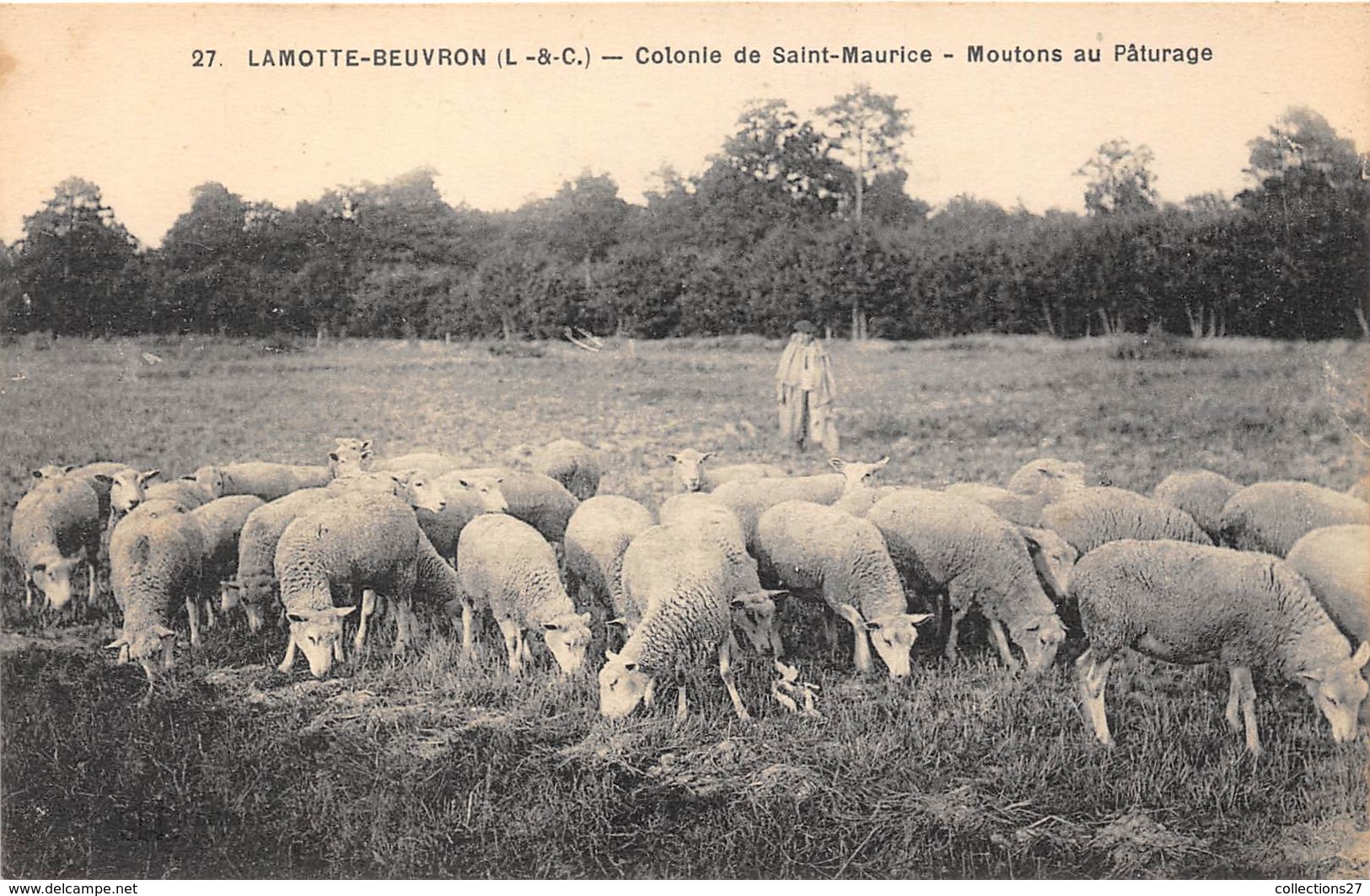 41-LAMOTTE-BEUVRON- COLONIE DE SAINT-MAURICE- MOUTONS AU PÂTURAGE - Lamotte Beuvron